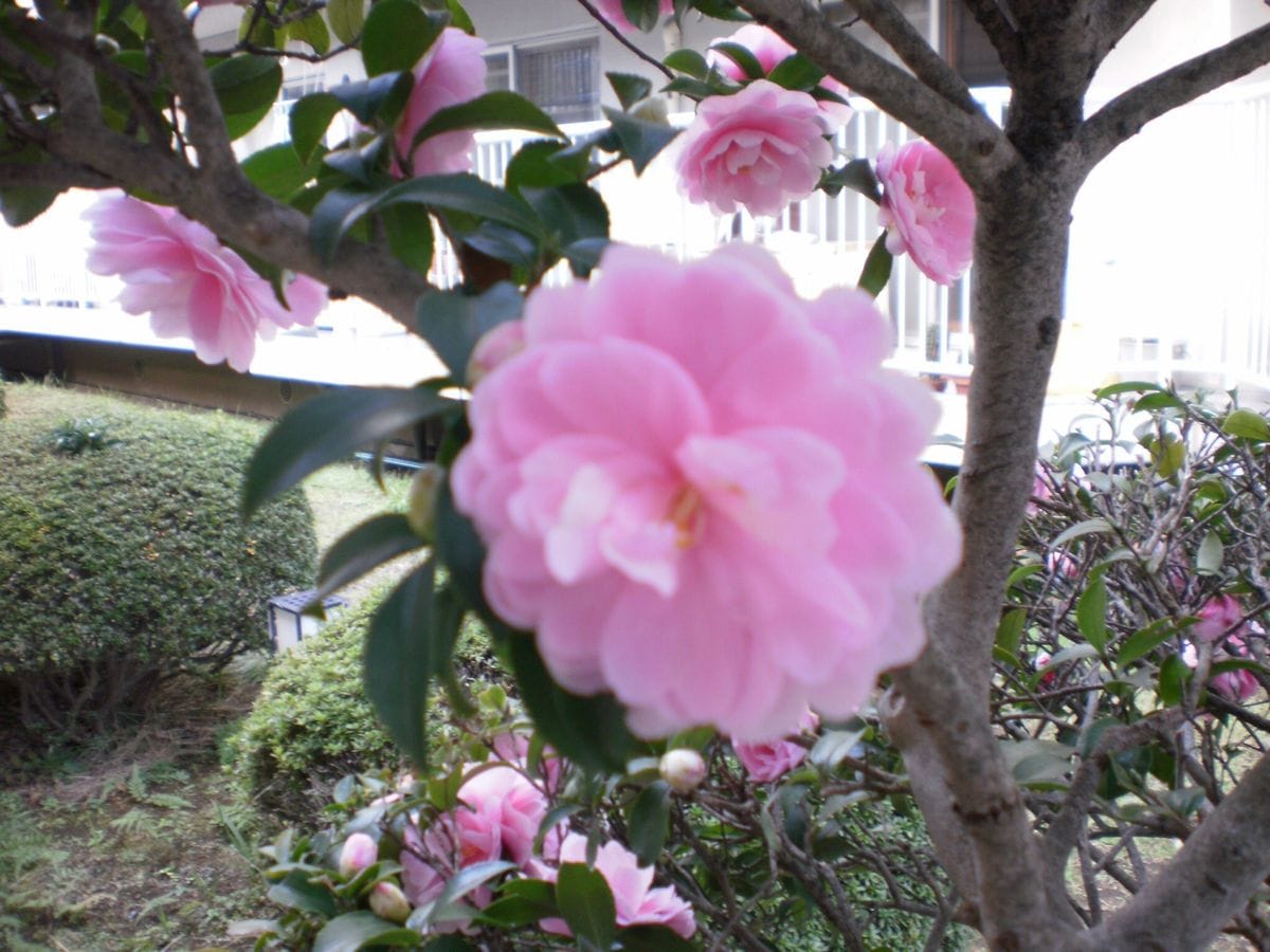 ベランダの花たち