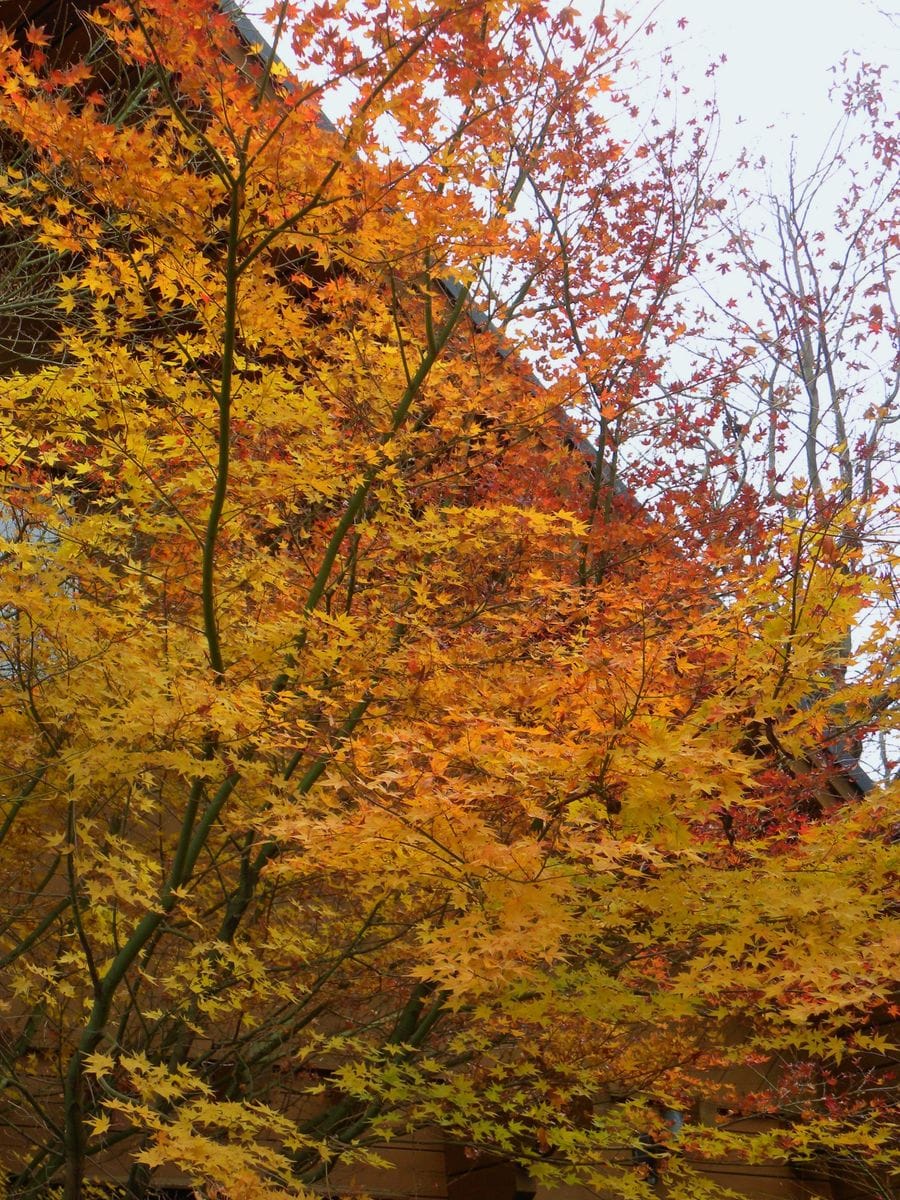 九重の紅葉・・・①