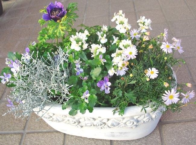 碧いうさぎ　寄せ植え