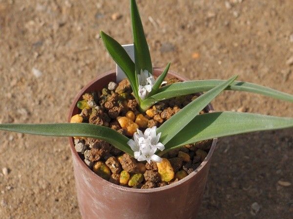 Lachenalia