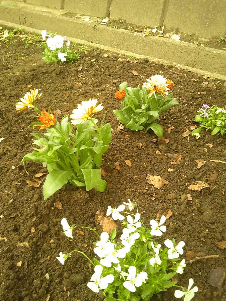 花壇　植え付け