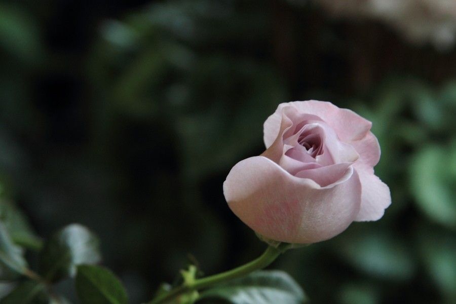 今朝のベランダ・薔薇