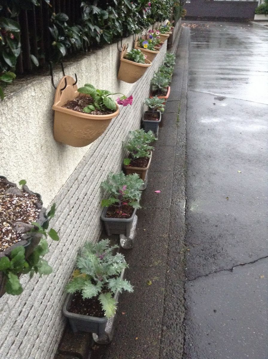 雨なので、昨日の仕事、ハボタンならべました。