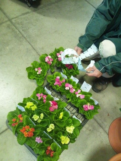 続々と植物が入荷中です