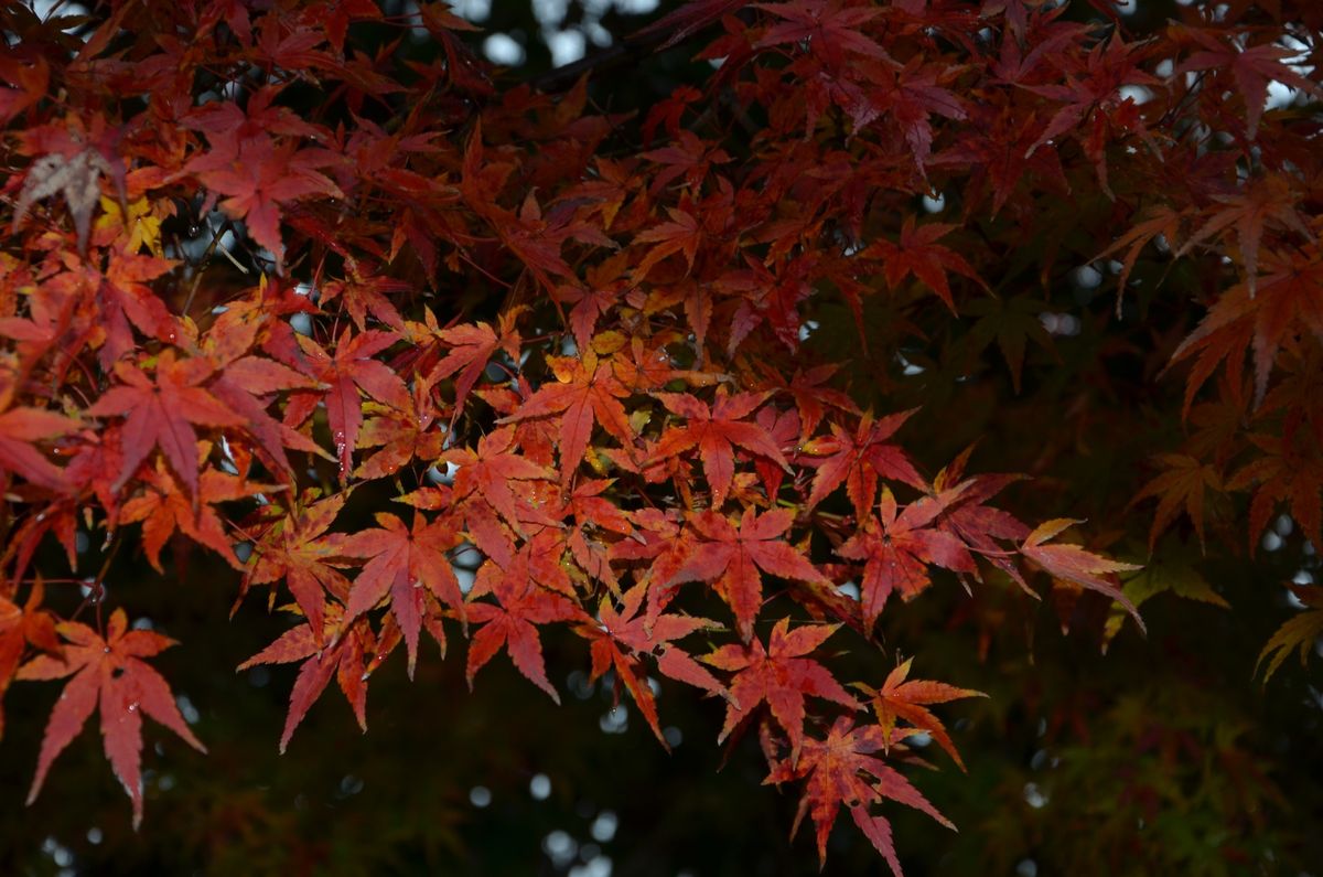 紅葉　ブルームーン　そして皇帝ダリア