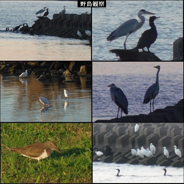 [i:252]野鳥の群れに恐怖。ウォーキングMS②294日目