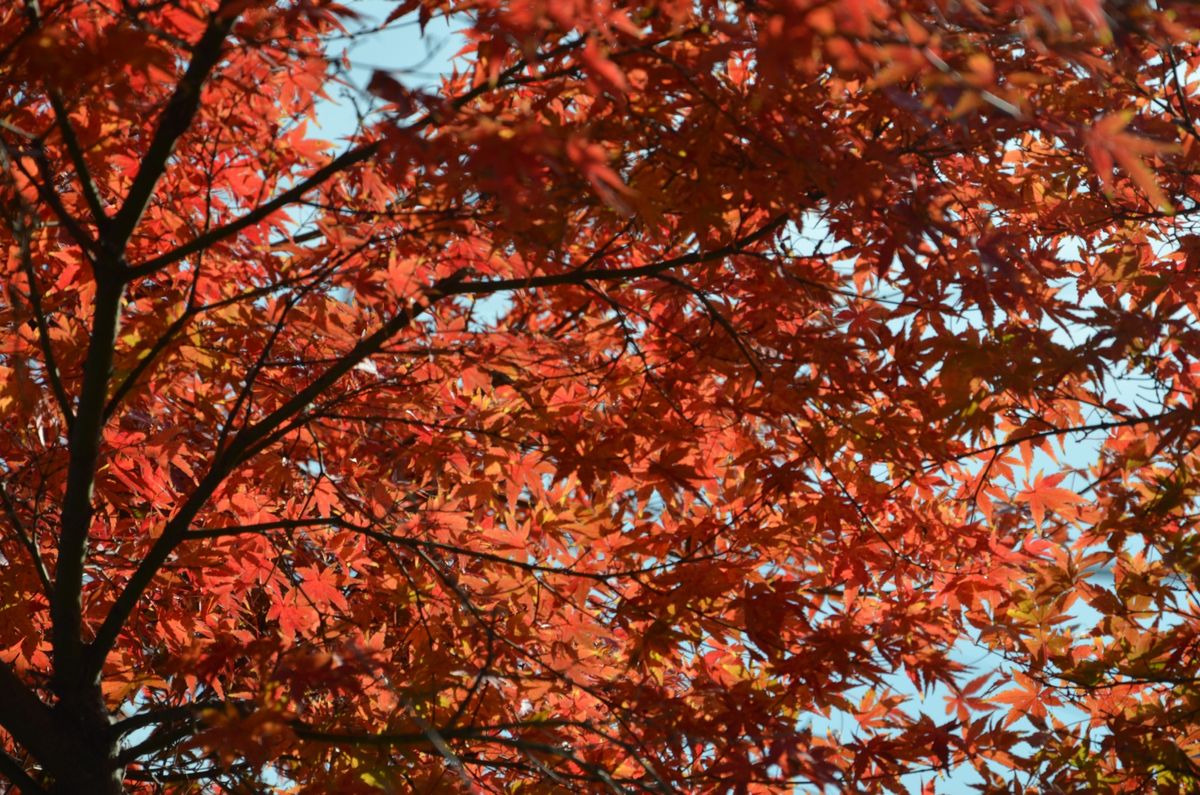 紅葉、ブルームーンそして皇帝ダリア　Ⅱ