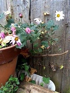 何度目の花泥棒～*