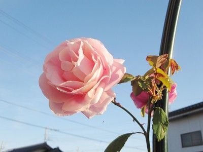 青空に咲く薔薇