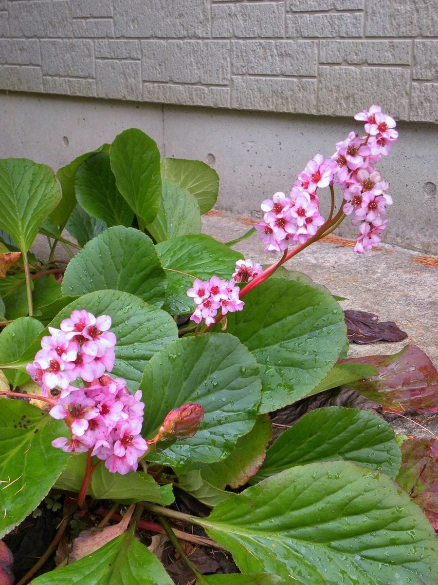 今日の花？！・・・