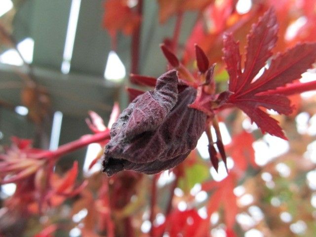 ハイビスカス・マホガニースプレンダーの花