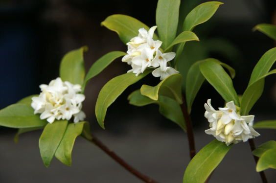 庭の花木３点