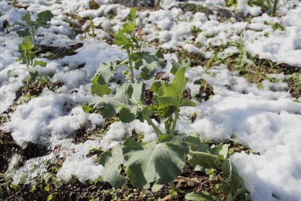 雪が積もっていたよ