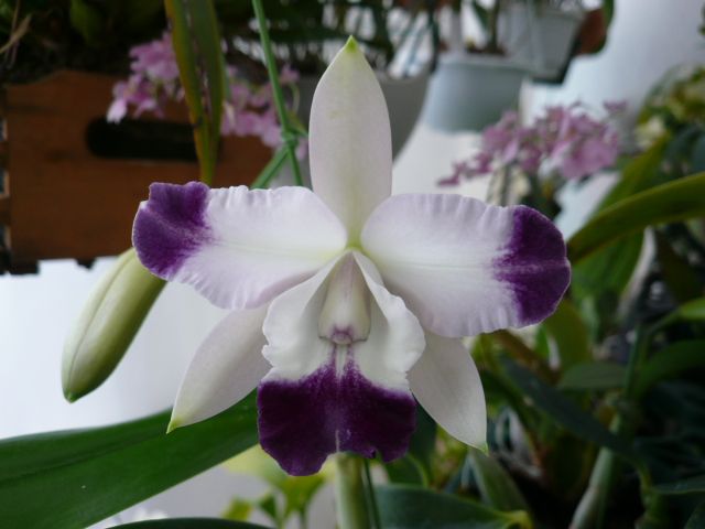 Lc.Cariard's Mini-Quinii'Blue Splash'