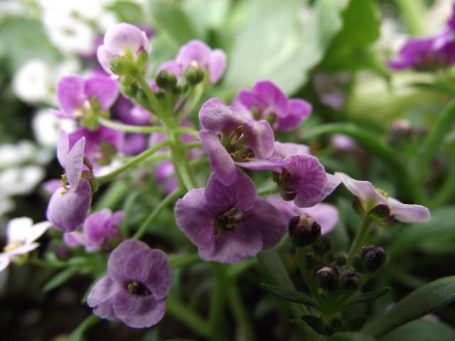 よくある花。