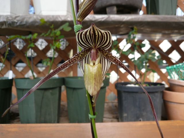 Paph.Saint Swithin