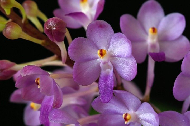 Vandachostylis Lilac Blossom 'Lucky'