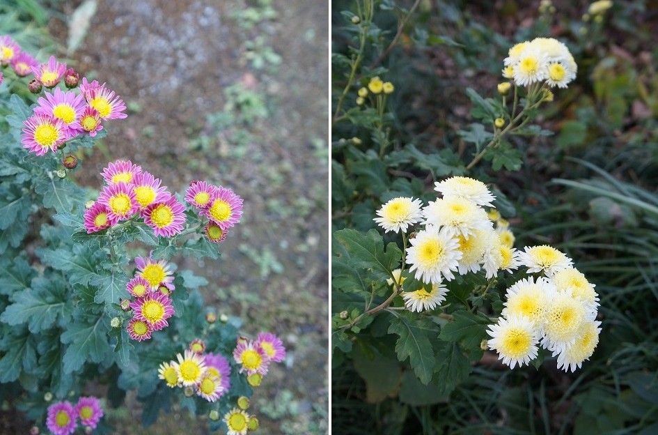 寒菊　水仙　花コンさんへ