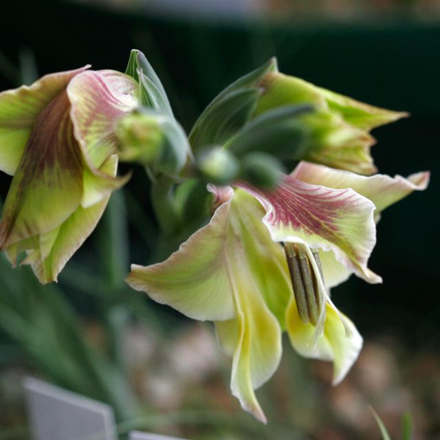 Gladiolus virescens