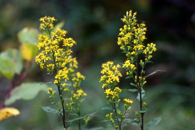 【植物図鑑】ヒナソウなど13種類の植物情報追加