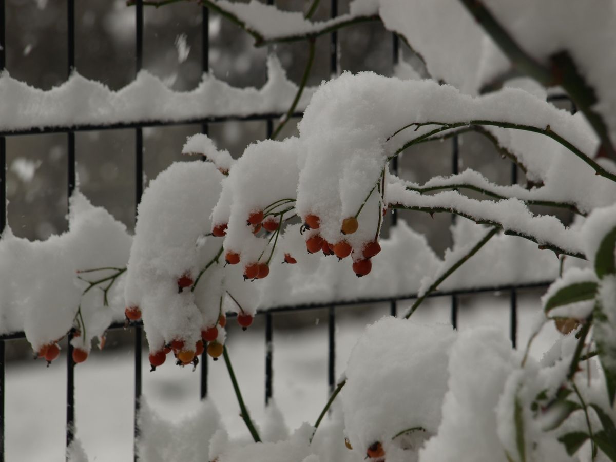 雪…