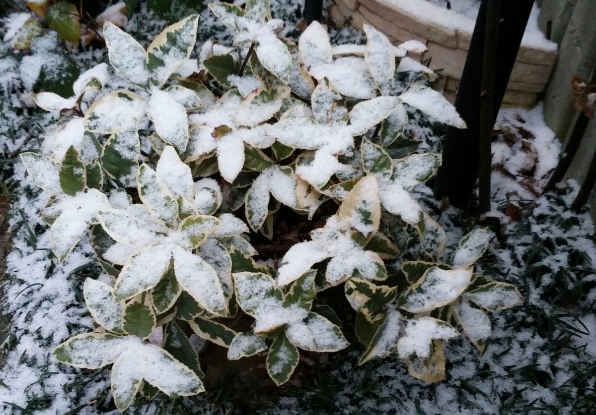 雪がふんわり積もりました