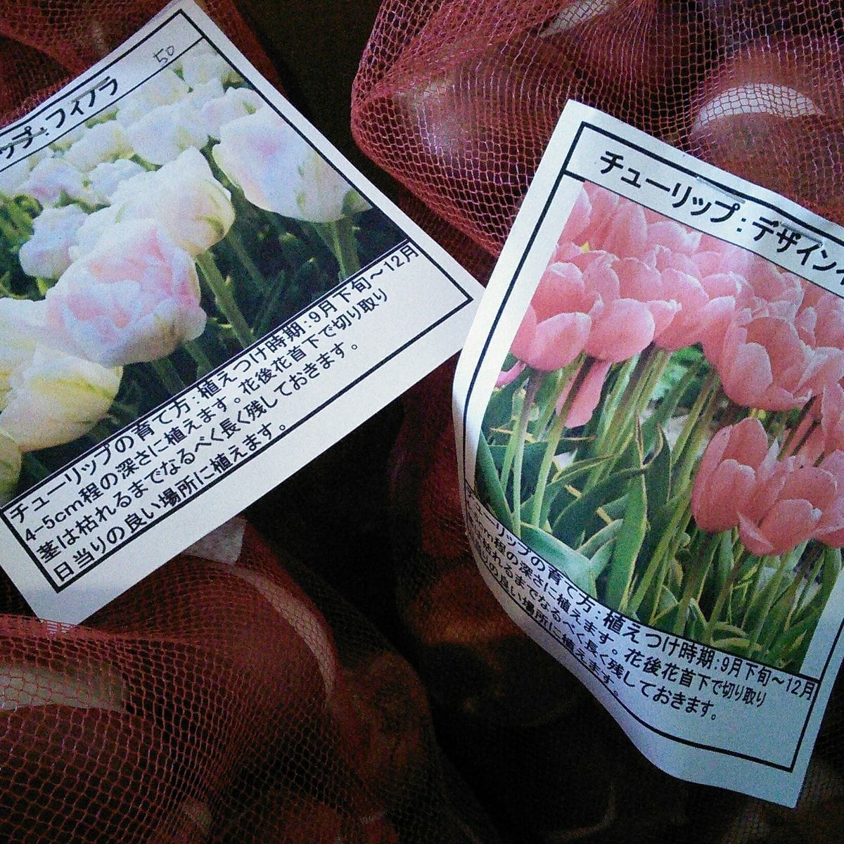 球根届きました🌷