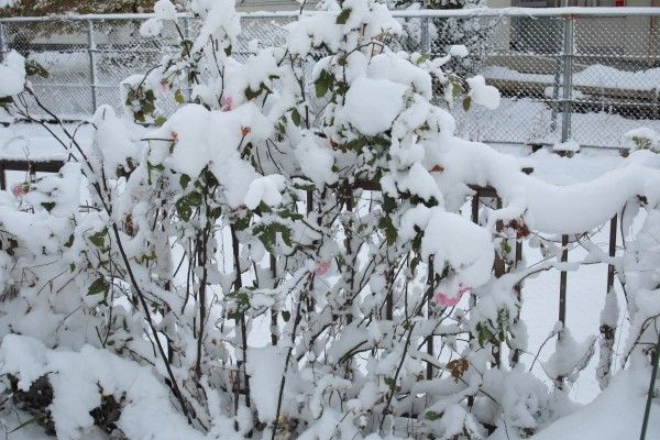 積雪は