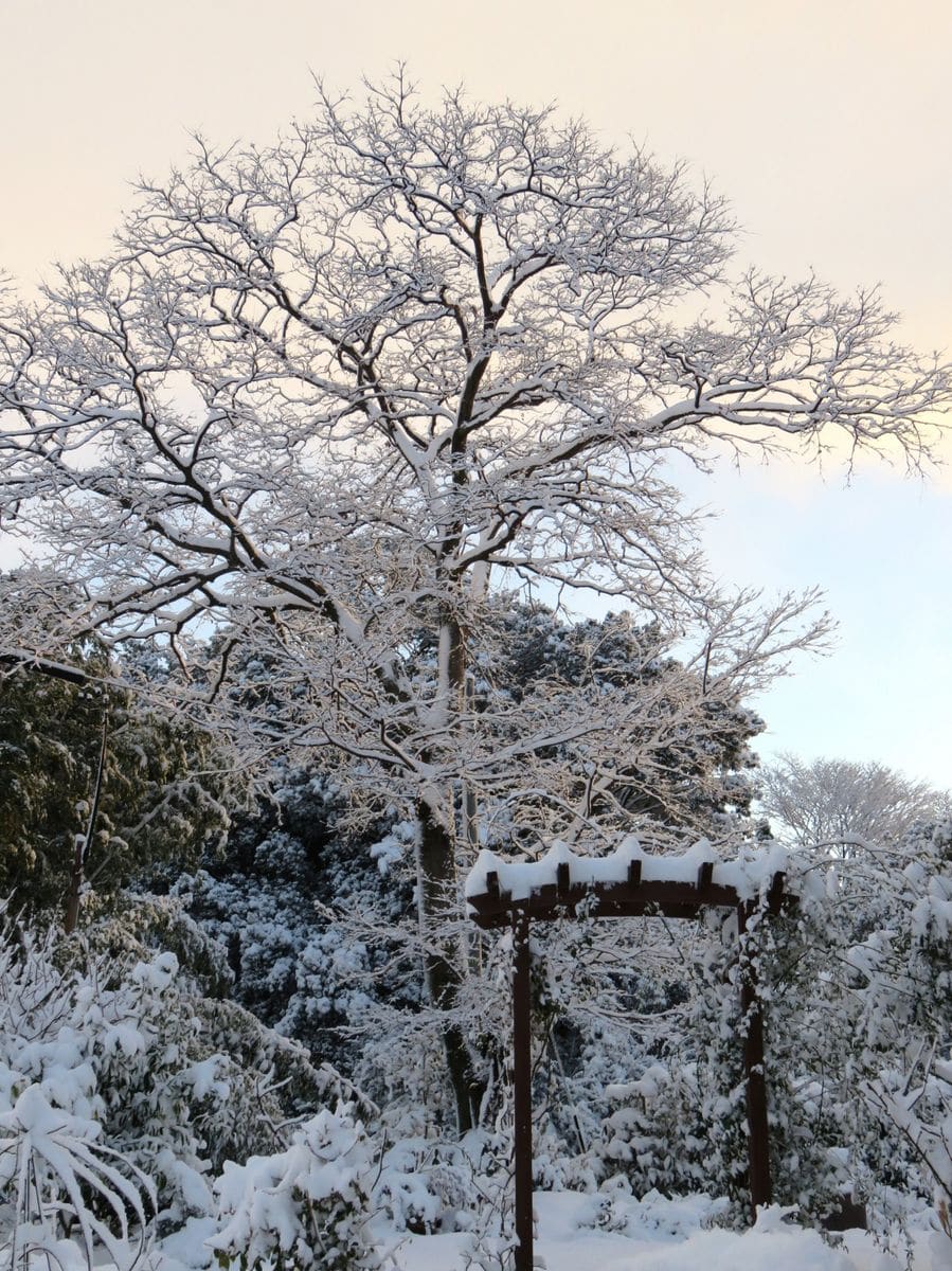 雪の朝です＊＊２