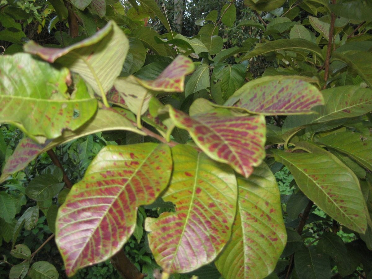 グァバの葉　ちょっと紅葉・・・？