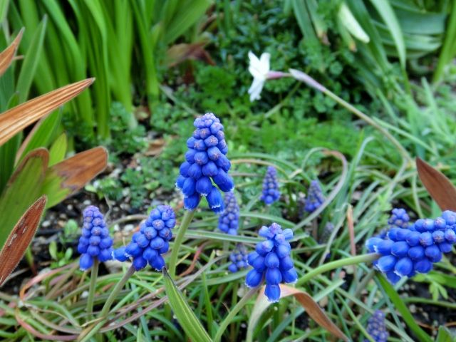 植えっぱなし組、開花。