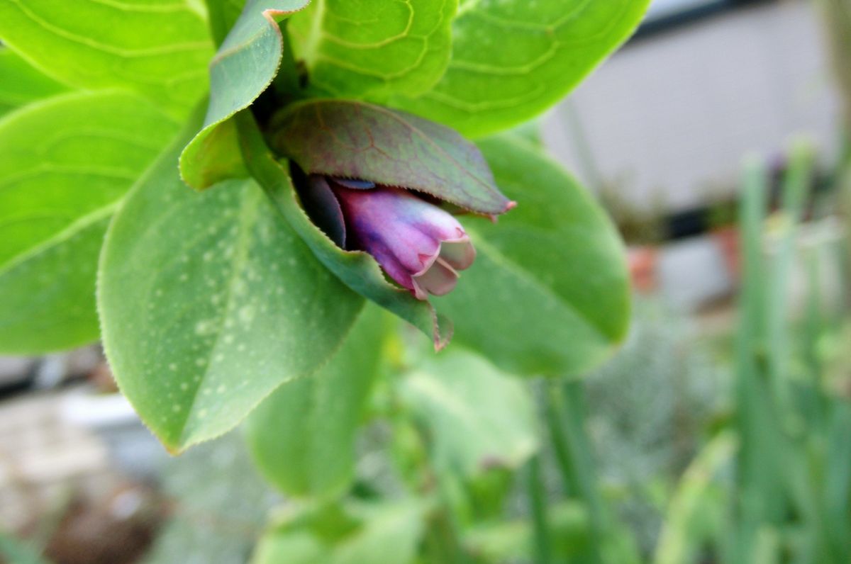 いろいろなお花たち