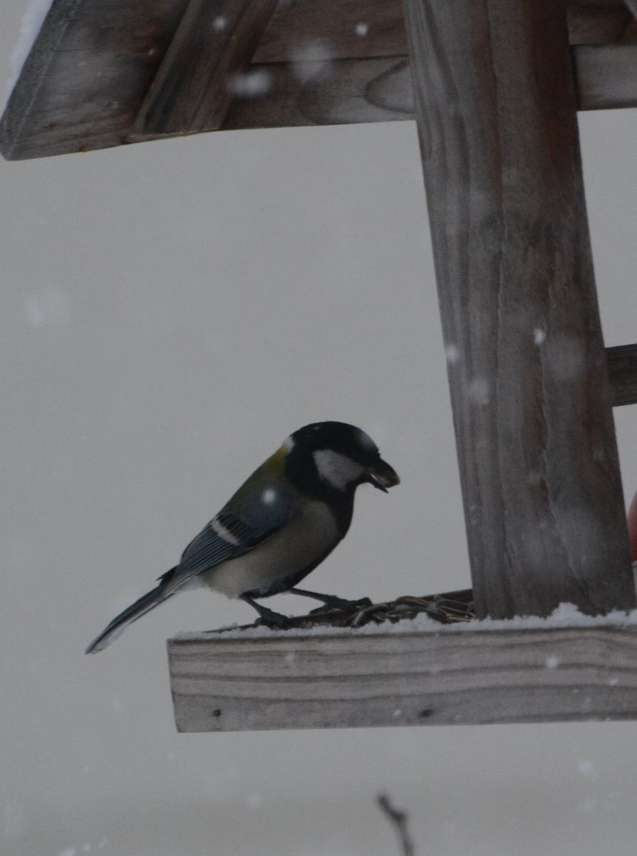 真冬日・野鳥観察