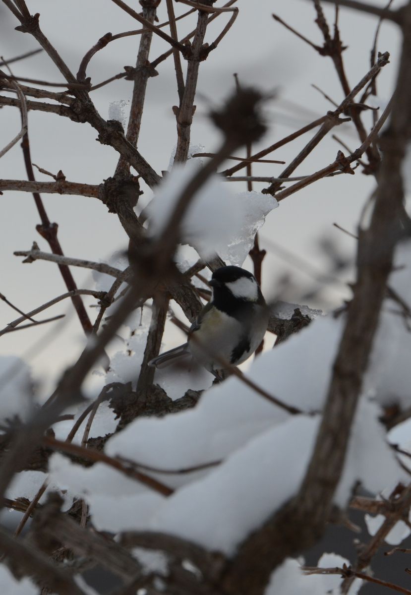 真冬日・野鳥観察