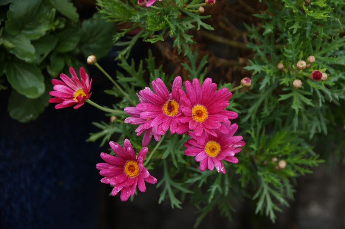 我が家の庭（花）