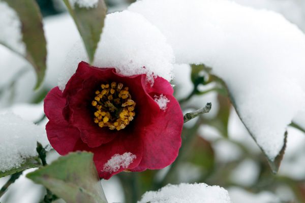 －５°の山茶花