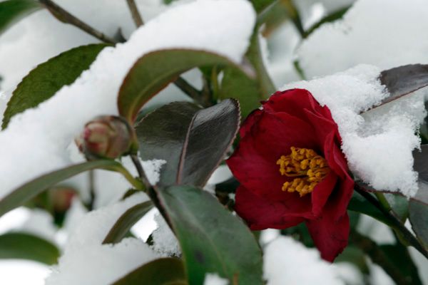 －５°の山茶花