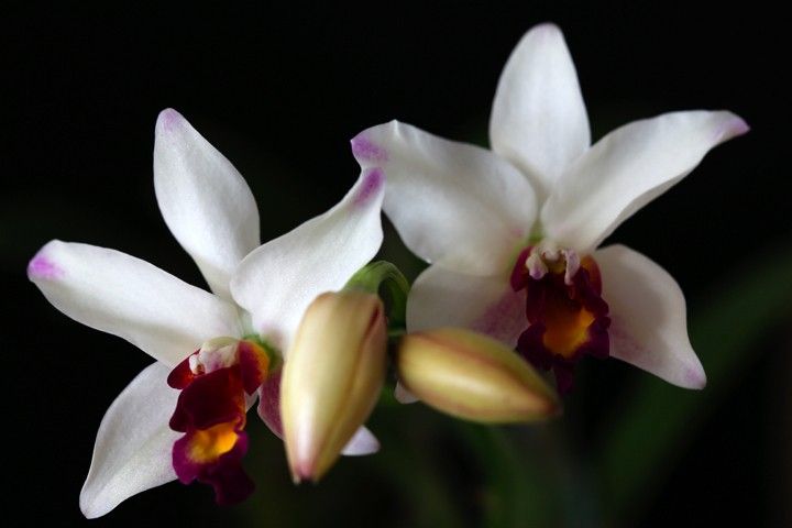 Rchg. Smart Lady 'Spring Crystal'