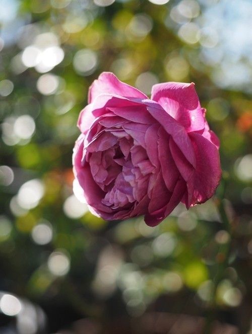 冬の花　セント・オブ・ウーマン