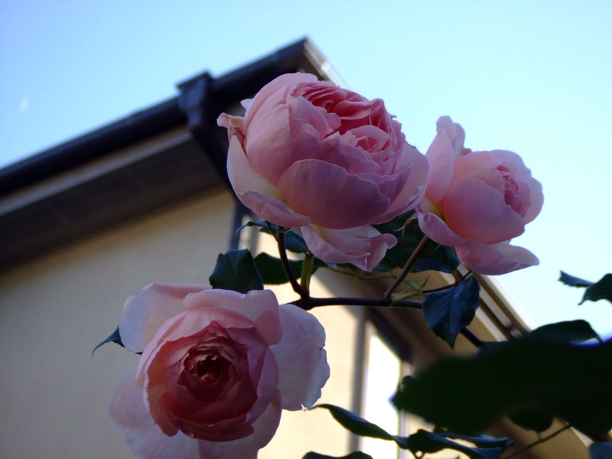 今年もお世話になりました　（＾－＾）