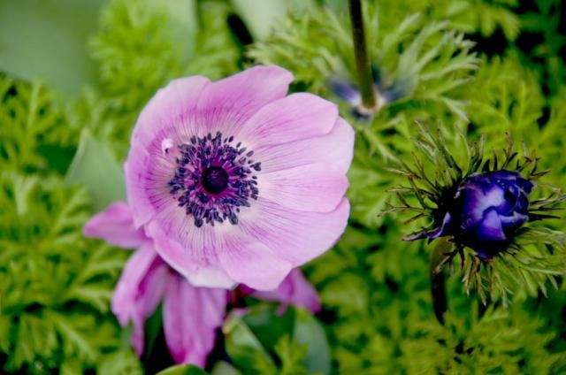 アネモネの芸術