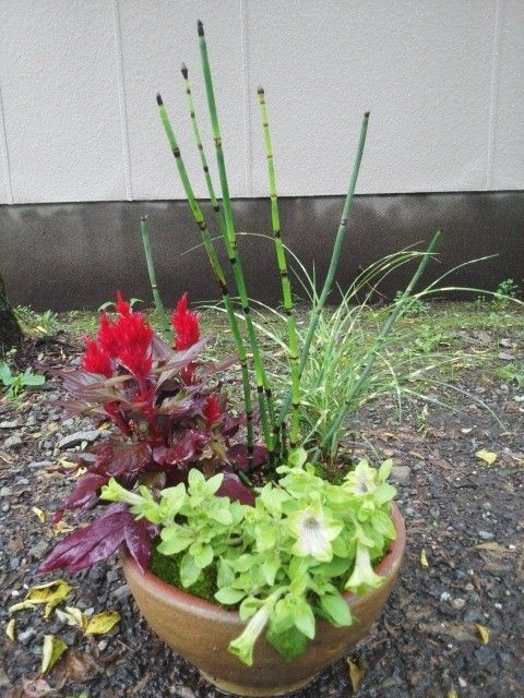 今年を振り返って　寄せ植え編