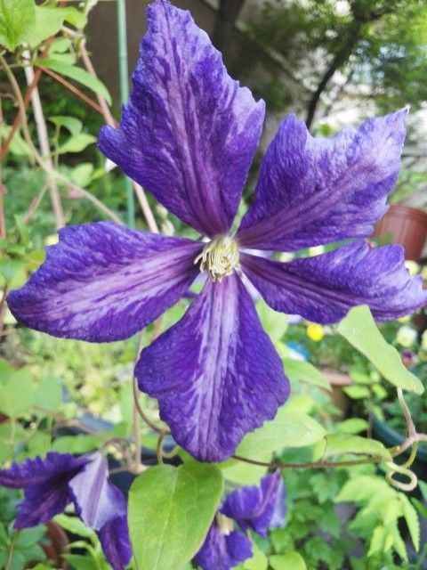 今年を振り返って　花編　その1