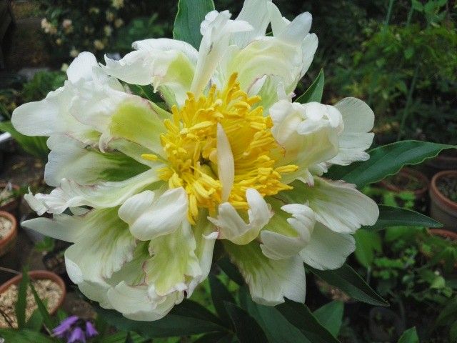 今年を振り返って　花編　その1