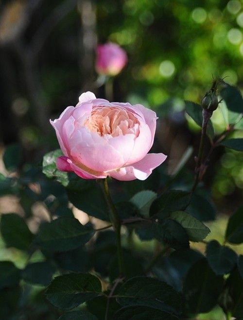 冬の花　ジ・アレンウィック・ローズ