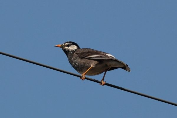 ヒヨドリが集まるセンダン