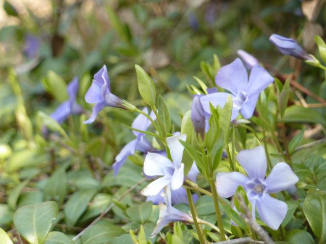 そろそろ地植え