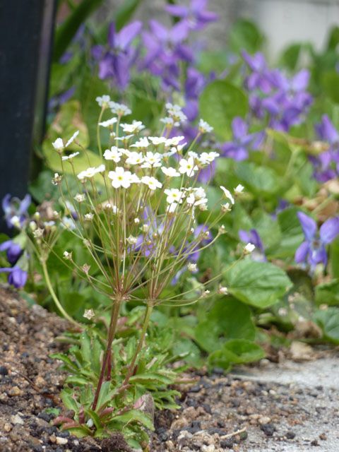 そろそろ地植え