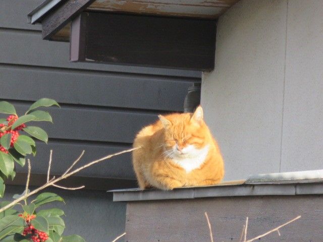 皿倉山ハイキングのおまけ