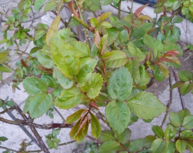 バラの芽に教えてもらう